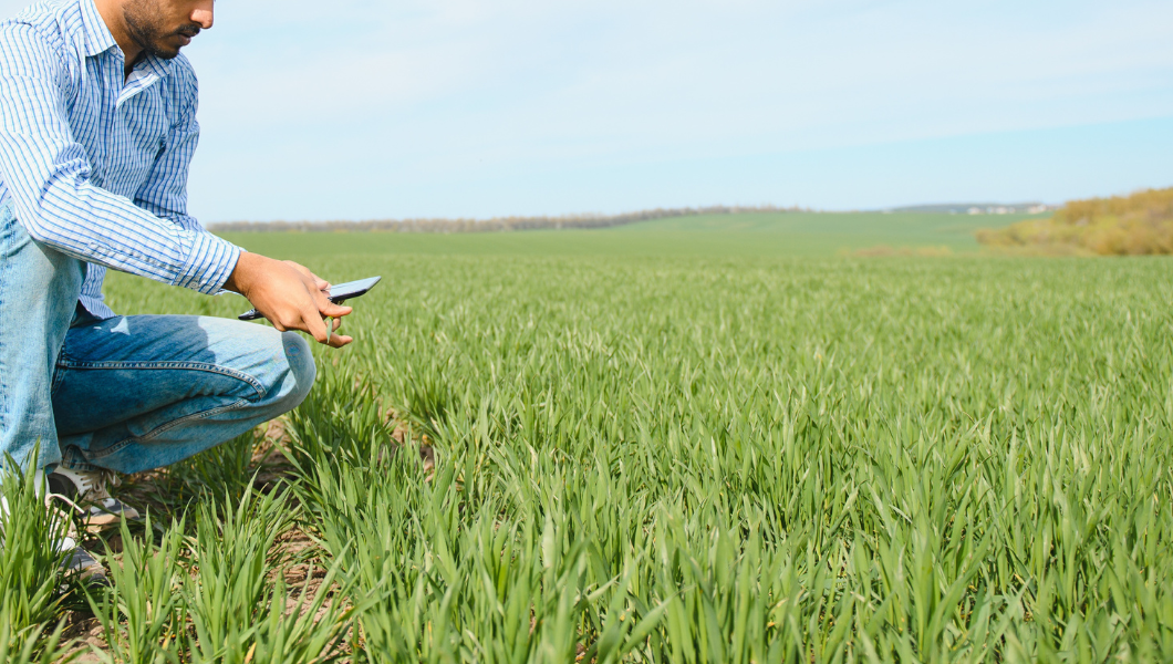 monitoring plantacji