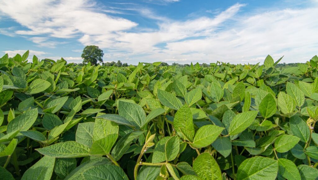 nowoczesne metody ochrony roślin